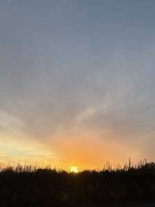 IMG_3193.jpeg
